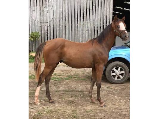 10 χρονών Kfps Reg Friesian Mare